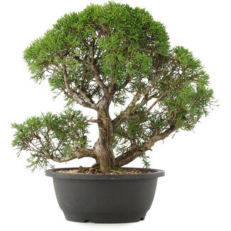 Juniperus chinensis Kishu, 33 cm, ± 25 Jahre alt