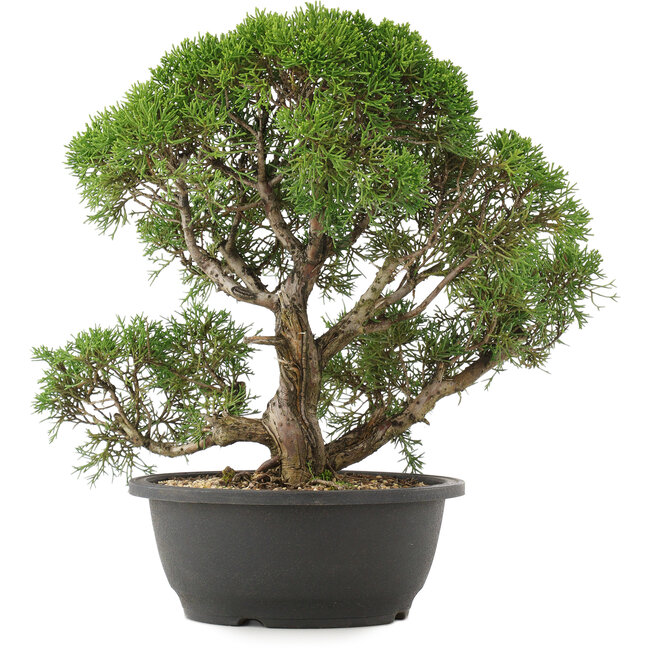 Juniperus chinensis Kishu, 33 cm, ± 25 years old