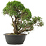 Juniperus chinensis Kishu, 33 cm, ± 25 Jahre alt