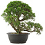 Juniperus chinensis Kishu, 33 cm, ± 25 years old