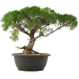 Juniperus chinensis Kishu, 29 cm, ± 25 jaar oud