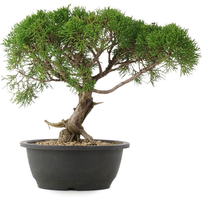 Juniperus chinensis Kishu, 29 cm, ± 25 Jahre alt