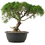 Juniperus chinensis Kishu, 29 cm, ± 25 anni