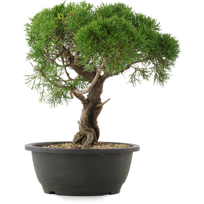 Juniperus chinensis Kishu, 29 cm, ± 25 Jahre alt