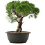 Juniperus chinensis Kishu, 29 cm, ± 25 anni