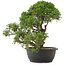 Juniperus chinensis Kishu, 33 cm, ± 25 years old