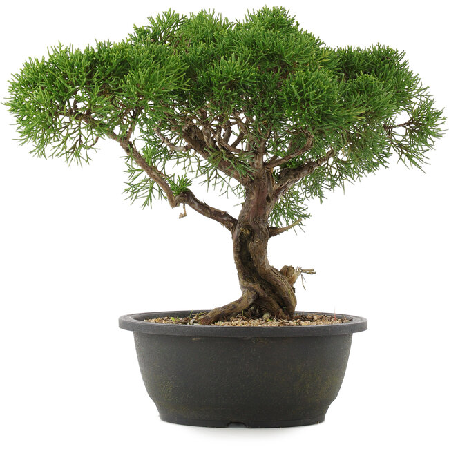 Juniperus chinensis Kishu, 29 cm, ± 25 years old