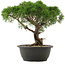 Juniperus chinensis Kishu, 29 cm, ± 25 jaar oud