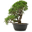 Juniperus chinensis Kishu, 33 cm, ± 25 years old