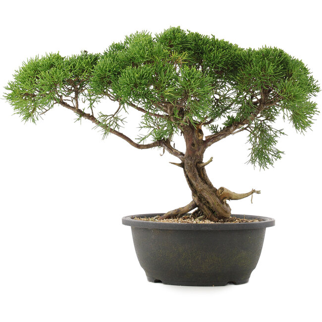 Juniperus chinensis Kishu, 29 cm, ± 25 years old
