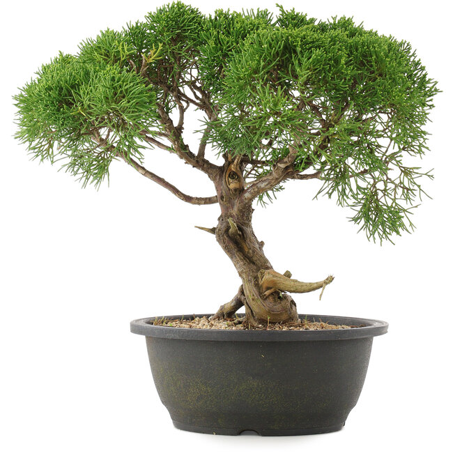 Juniperus chinensis Kishu, 29 cm, ± 25 ans