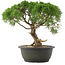 Juniperus chinensis Kishu, 29 cm, ± 25 ans