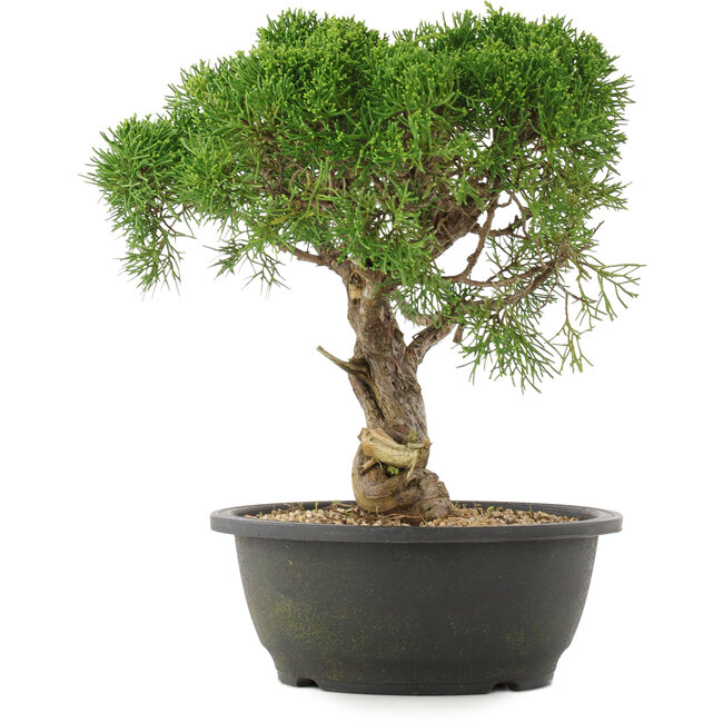 Juniperus chinensis Kishu, 29 cm, ± 25 ans