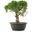 Juniperus chinensis Kishu, 29 cm, ± 25 jaar oud