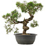 Juniperus chinensis Kishu, 34 cm, ± 25 años
