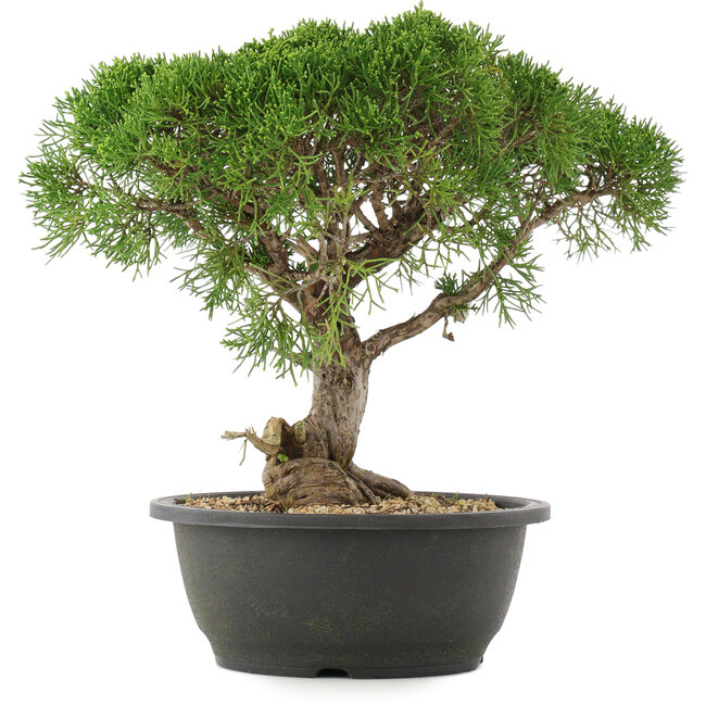 Juniperus chinensis Kishu, 29 cm, ± 25 Jahre alt