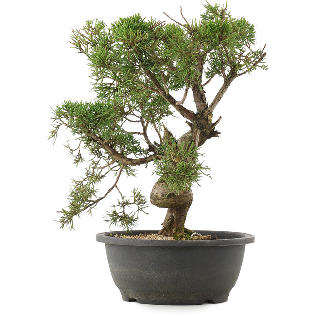 Juniperus chinensis Kishu, 34 cm, ± 25 Jahre alt