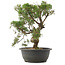 Juniperus chinensis Kishu, 34 cm, ± 25 años