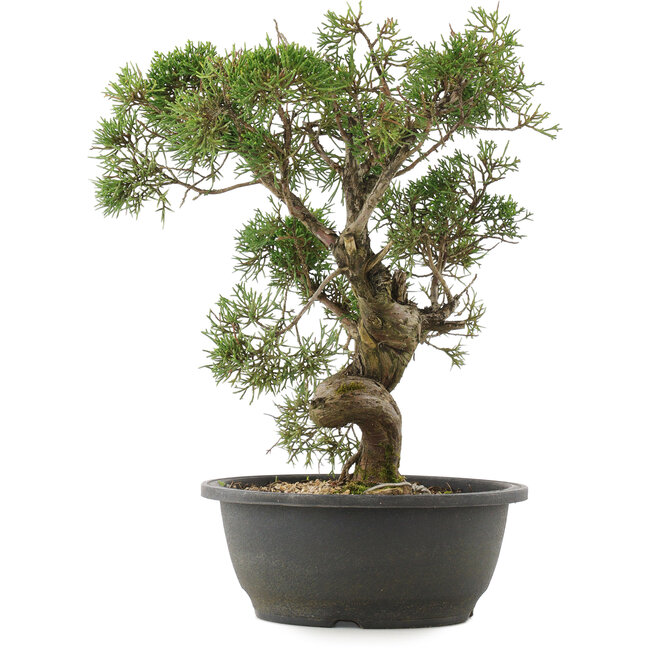 Juniperus chinensis Kishu, 34 cm, ± 25 jaar oud