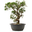 Juniperus chinensis Kishu, 34 cm, ± 25 años