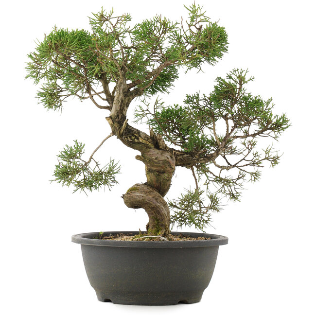 Juniperus chinensis Kishu, 34 cm, ± 25 ans