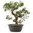 Juniperus chinensis Kishu, 34 cm, ± 25 anni