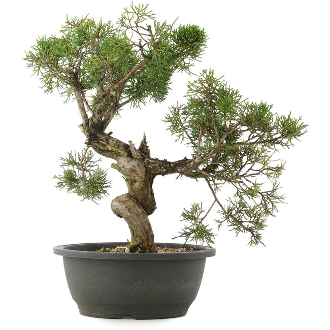 Juniperus chinensis Kishu, 34 cm, ± 25 años