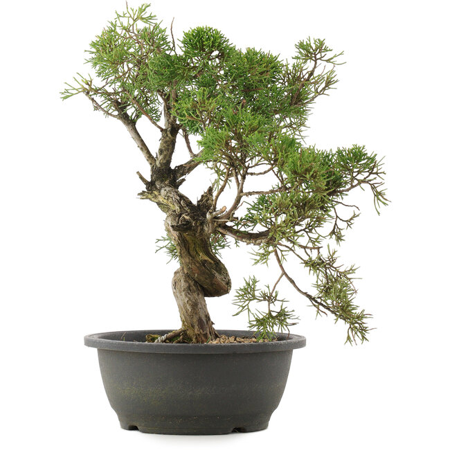 Juniperus chinensis Kishu, 34 cm, ± 25 jaar oud