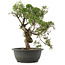 Juniperus chinensis Kishu, 34 cm, ± 25 ans