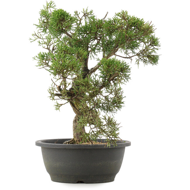 Juniperus chinensis Kishu, 34 cm, ± 25 ans