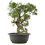 Juniperus chinensis Kishu, 34 cm, ± 25 años
