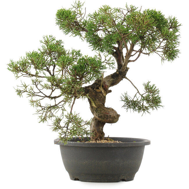 Juniperus chinensis Kishu, 34 cm, ± 25 años