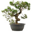 Juniperus chinensis Kishu, 34 cm, ± 25 años