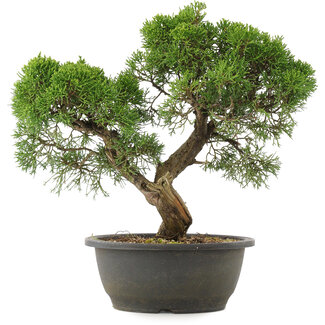 Juniperus chinensis Kishu, 32,5 cm, ± 25 anni