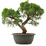 Juniperus chinensis Kishu, 32,5 cm, ± 25 anni