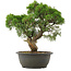 Juniperus chinensis Kishu, 32,5 cm, ± 25 anni