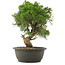 Juniperus chinensis Kishu, 32,5 cm, ± 25 jaar oud