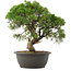 Juniperus chinensis Kishu, 32,5 cm, ± 25 anni