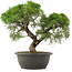 Juniperus chinensis Kishu, 32,5 cm, ± 25 jaar oud