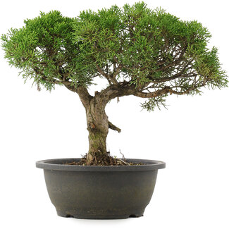 Juniperus chinensis Kishu, 29 cm, ± 25 jaar oud