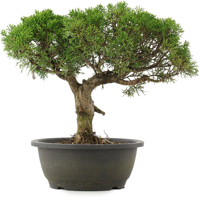 Juniperus chinensis Kishu, 29 cm, ± 25 jaar oud