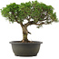 Juniperus chinensis Kishu, 29 cm, ± 25 ans