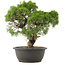 Juniperus chinensis Kishu, 32,5 cm, ± 25 anni