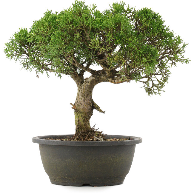 Juniperus chinensis Kishu, 29 cm, ± 25 ans