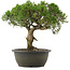 Juniperus chinensis Kishu, 29 cm, ± 25 jaar oud