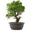 Juniperus chinensis Kishu, 32,5 cm, ± 25 anni