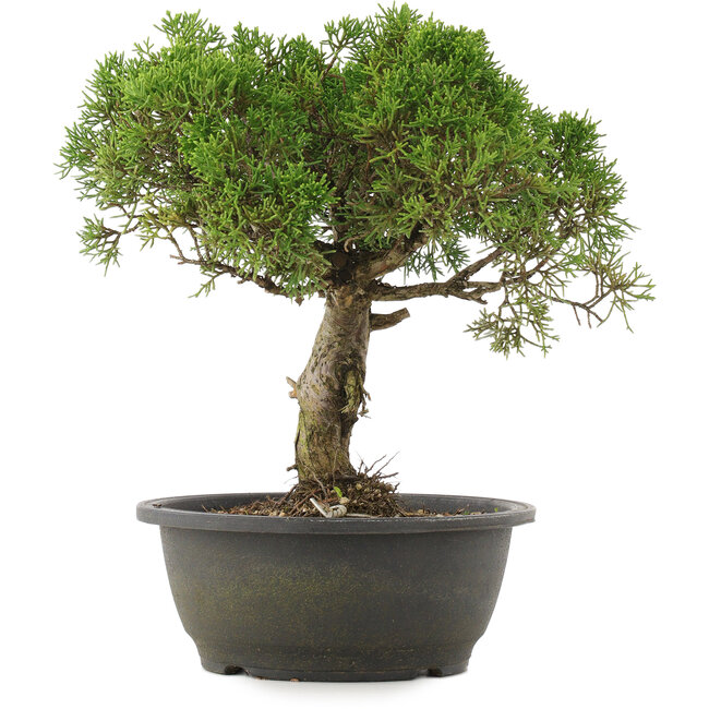 Juniperus chinensis Kishu, 29 cm, ± 25 ans