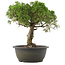 Juniperus chinensis Kishu, 29 cm, ± 25 jaar oud