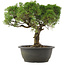Juniperus chinensis Kishu, 29 cm, ± 25 jaar oud
