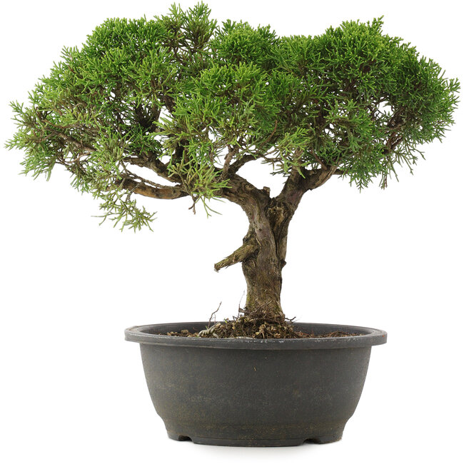 Juniperus chinensis Kishu, 29 cm, ± 25 jaar oud
